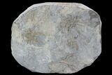 Mississippian Echinoid (Crinoids & Archaeocidaris) Plate - Iowa #95191-1